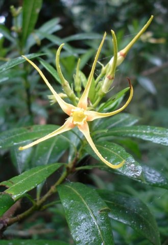 Strophanthus speciosus flower